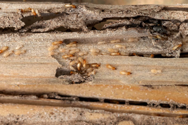Best Residential Pest Control  in Highland On The Lake, NY
